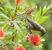 Birdwatching in Dysart - Kingaroy Accommodation