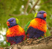 Blue Mountain Park - Kingaroy Accommodation