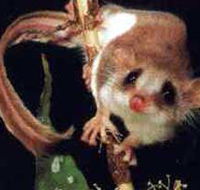 Carrowong Fauna Sanctuary - Kingaroy Accommodation