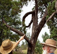 Charleville - Outback Native Timber Walk - Kingaroy Accommodation