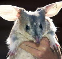 Charleville - Bilby Experience - Kingaroy Accommodation