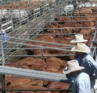 Dalrymple Sales Yards - Cattle Sales - Kingaroy Accommodation