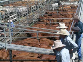 Dalrymple Sales Yards - Cattle Sales - Kingaroy Accommodation 0