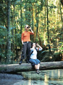 Birdwatching On The Fraser Coast - Kingaroy Accommodation 0
