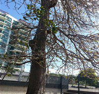 The Leichhardt Tree - Kingaroy Accommodation
