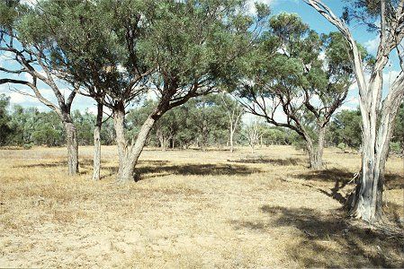Forest Den National Park - Kingaroy Accommodation 0