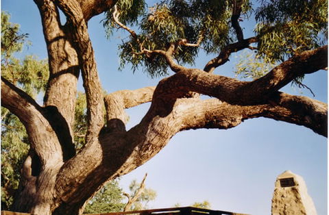 Burke And Wills Dig Tree - Kingaroy Accommodation 1