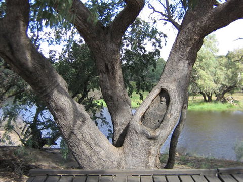 Burke And Wills Dig Tree - Kingaroy Accommodation 2