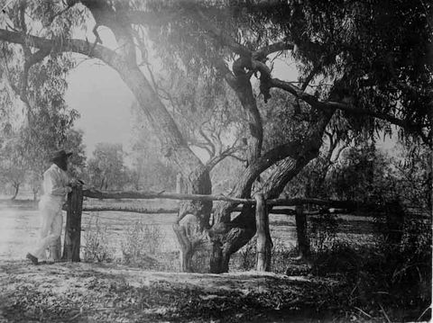 Burke And Wills Dig Tree - Kingaroy Accommodation 4