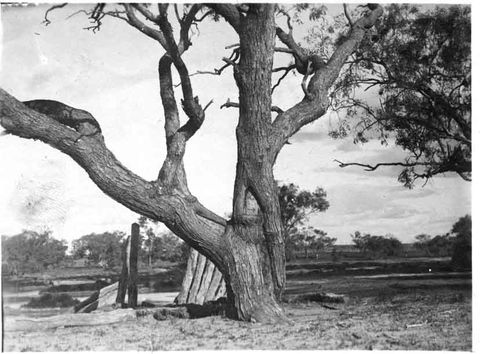 Burke And Wills Dig Tree - Kingaroy Accommodation 5