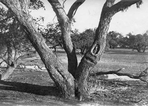 Burke And Wills Dig Tree - Kingaroy Accommodation 6