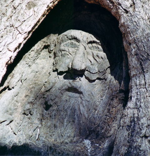 Burke And Wills Dig Tree - Kingaroy Accommodation 7