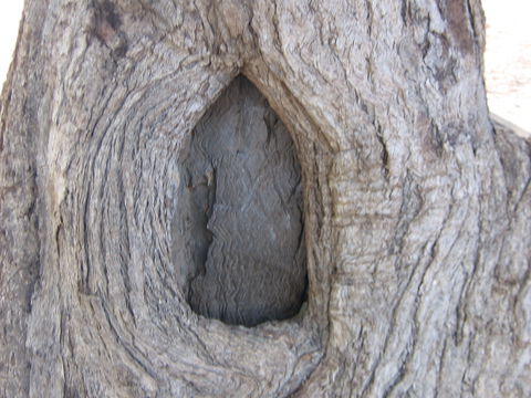 Burke And Wills Dig Tree - Kingaroy Accommodation 10