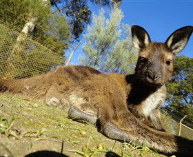 Addington VIC Kingaroy Accommodation