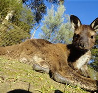 Ballarat Wildlife Park - Kingaroy Accommodation