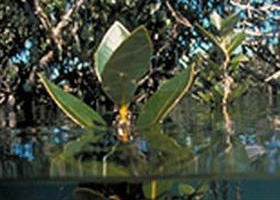 Jawbone Marine Sanctuary - Kingaroy Accommodation 0