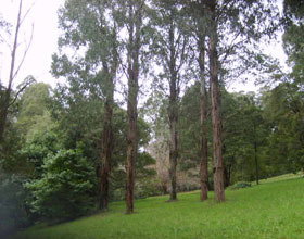 Mount Dandenong Arboretum - Kingaroy Accommodation 0