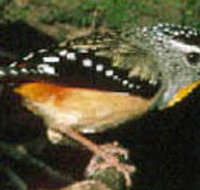 Reef Hills State Park - Kingaroy Accommodation