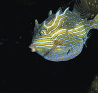 Mushroom Reef Marine Sanctuary - Kingaroy Accommodation