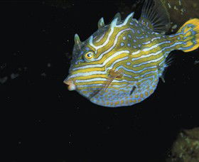 Mushroom Reef Marine Sanctuary - Kingaroy Accommodation 0