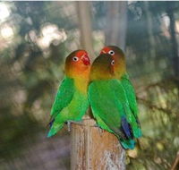 Ballarat Bird World - Kingaroy Accommodation