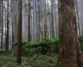 Kinglake VIC Kingaroy Accommodation