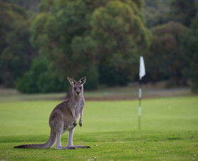 Anglesea Golf Club - Kingaroy Accommodation 0