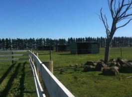 Saddle On Riding School - Kingaroy Accommodation 6