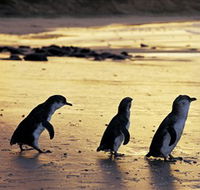Phillip Island Nature Park - Kingaroy Accommodation
