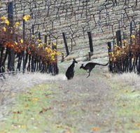 Blue Pyrenees Estate - Kingaroy Accommodation