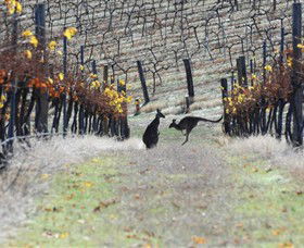 Blue Pyrenees Estate - Kingaroy Accommodation 0