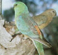 Lake Albacutya Regional Park - Kingaroy Accommodation