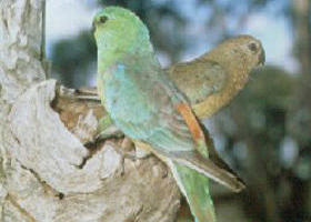 Lake Albacutya Regional Park - Kingaroy Accommodation 0