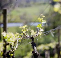 Michelini Wines - Kingaroy Accommodation