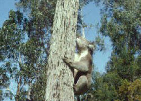 Creswick Regional Park - Kingaroy Accommodation 0