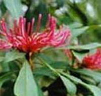 Alfred National Park - Kingaroy Accommodation
