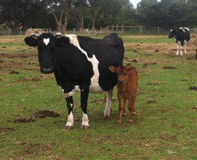 Animal Land Children's Farm - Kingaroy Accommodation 0