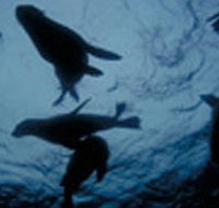 The Arches Marine Sanctuary - Kingaroy Accommodation