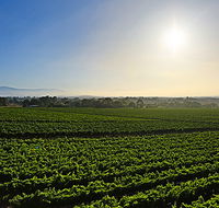 GREENSTONE VINEYARDS - Kingaroy Accommodation