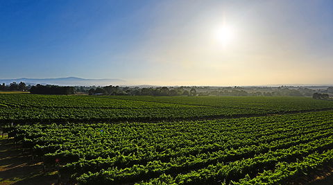 GREENSTONE VINEYARDS - Kingaroy Accommodation 0