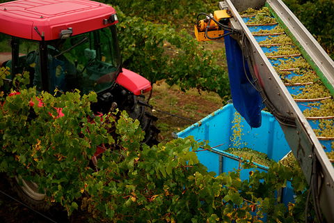 GREENSTONE VINEYARDS - Kingaroy Accommodation 3