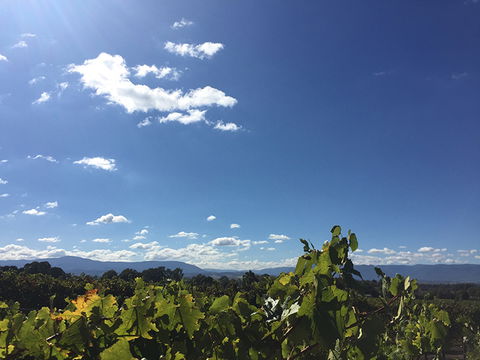 GREENSTONE VINEYARDS - Kingaroy Accommodation 5