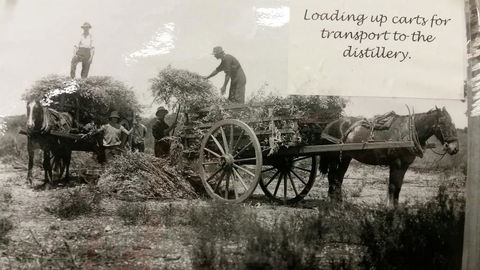 Eucalyptus Distillery Museum - Kingaroy Accommodation 4