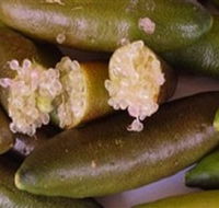 Sandy Creek Olives and Finger Limes - Kingaroy Accommodation