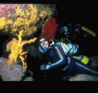 Solitary Islands Marine Park - Kingaroy Accommodation