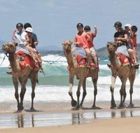 Camel Rides with Coffs Coast Camels - Kingaroy Accommodation