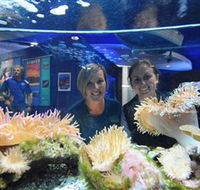 Solitary Islands Aquarium - Kingaroy Accommodation