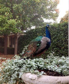 Krinklewood Vineyard - Kingaroy Accommodation 3