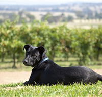 Moothi Estate Vineyard and Cellar Door - Kingaroy Accommodation