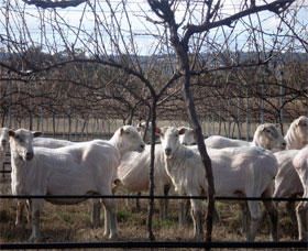 Thunder Ridge Wines - Kingaroy Accommodation 2